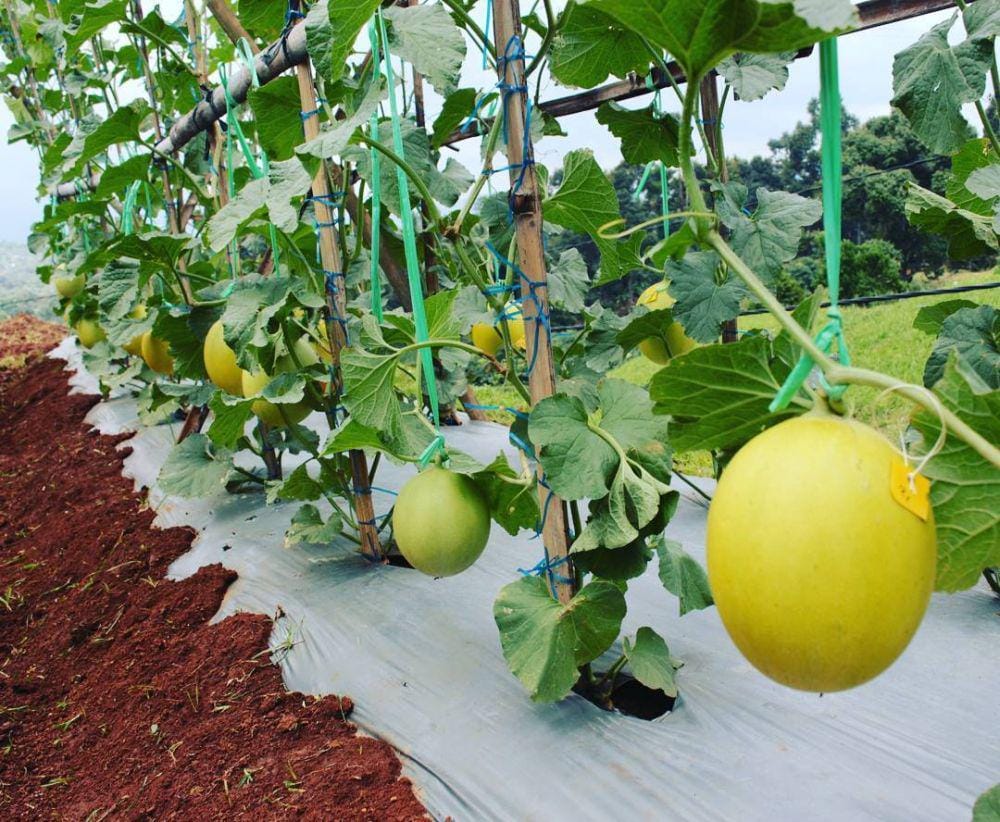 instagram.com/hortimartagrocenter