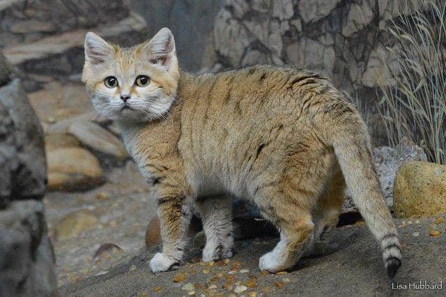 instagram.com/@cincinnatizoo