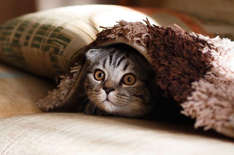 Unsplash/miklevasilyev