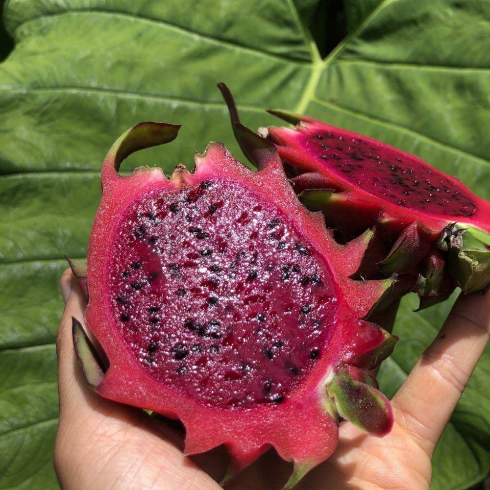 miamifruit.org