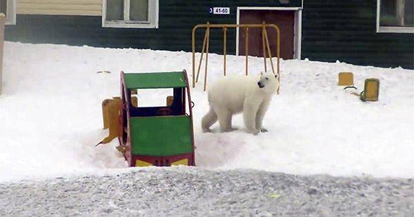 siberiantimes.com