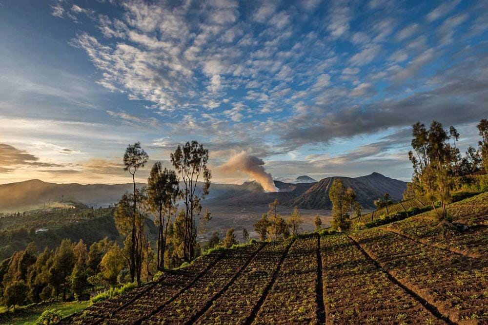 instagram.com/priantopuji