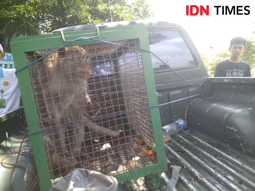 IDN Times/Nofika Dian Nugroho