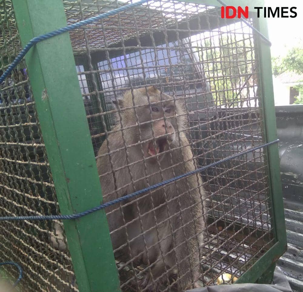 IDN Times/Nofika Dian Nugroho