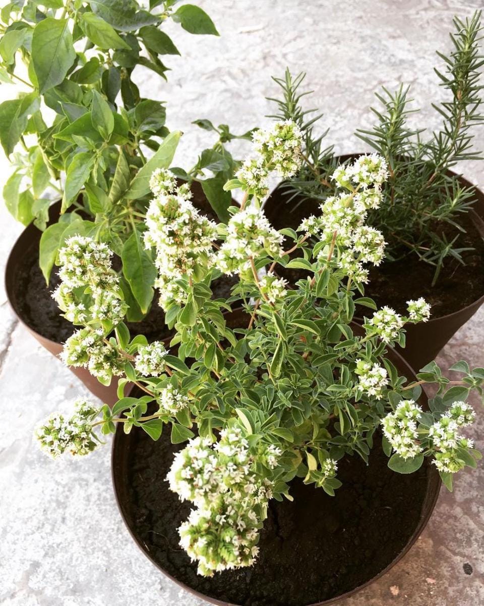 Instagram.com/yuruany_dra.blue