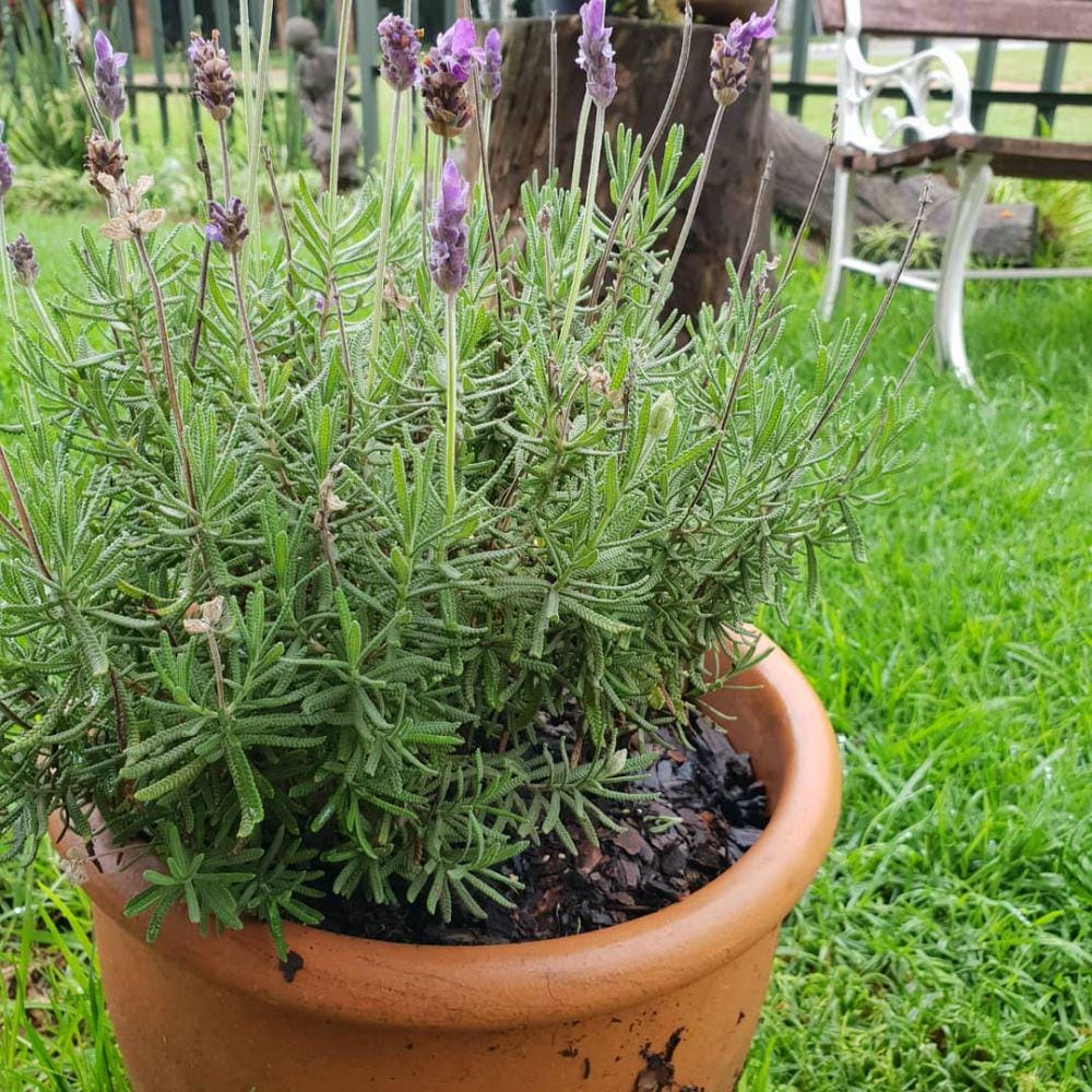 Instagram.com/elleattnell