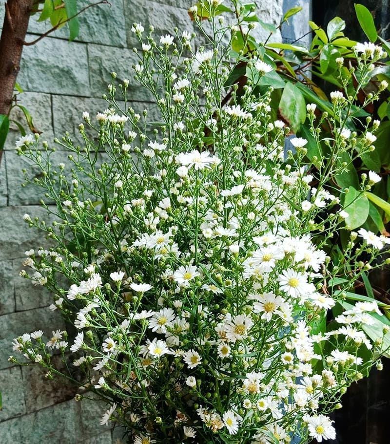 Instagram.com/lafleur_jkt