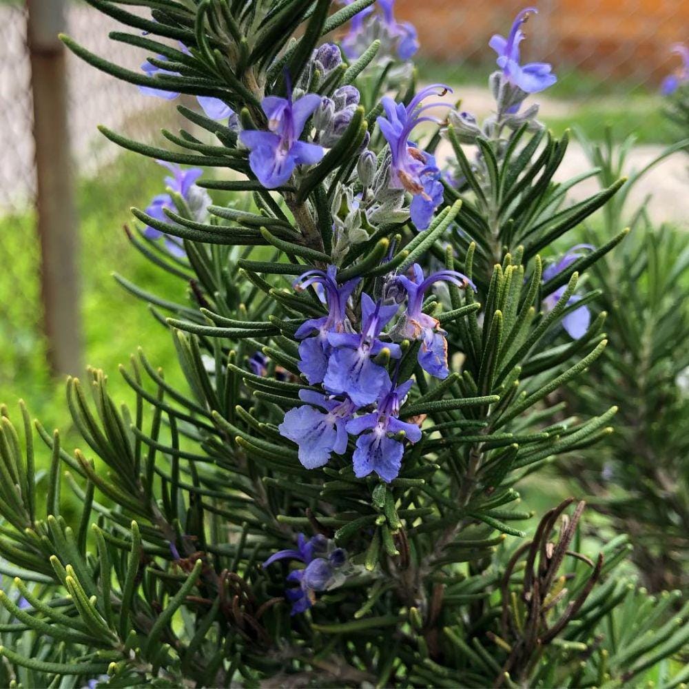 Instagram.com/nicolpassion