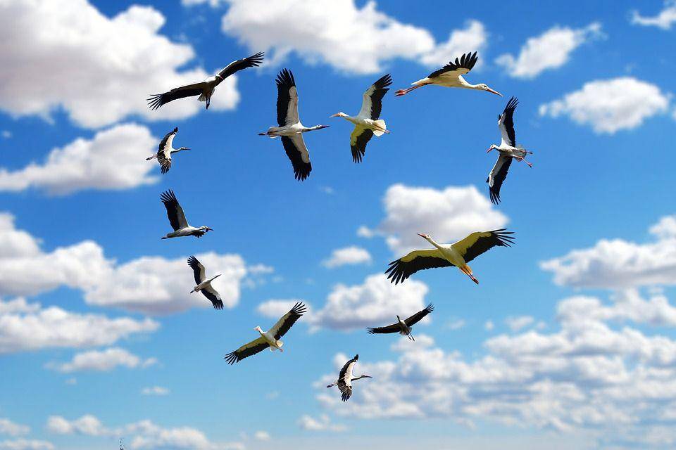 pixabay.com