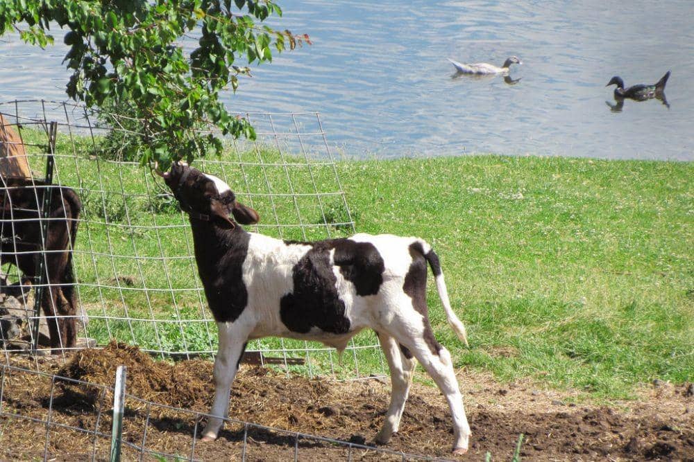 flickr.com/Charlie and Melody Wambeke