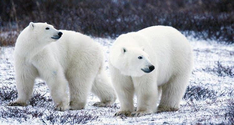 publicdomainfiles.com