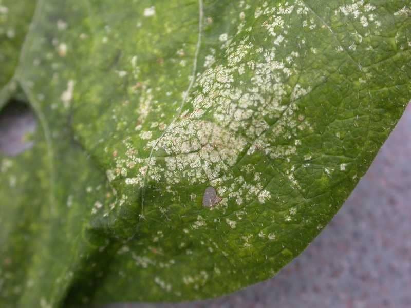 missouribotanicalgarden.org