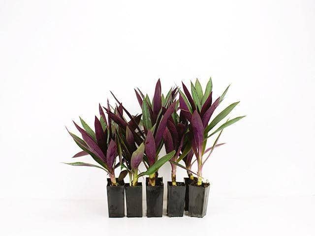 plantsinabox.com.au