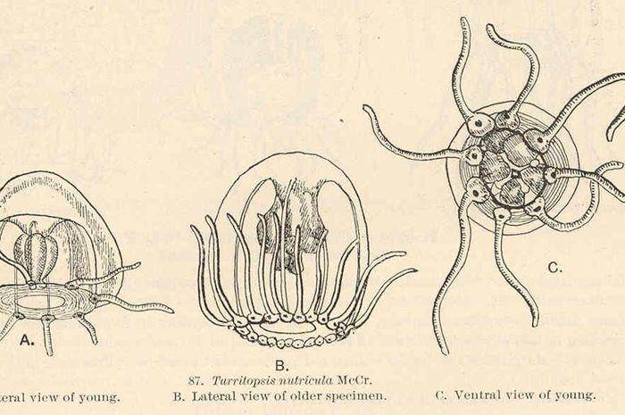 wikimedia.org