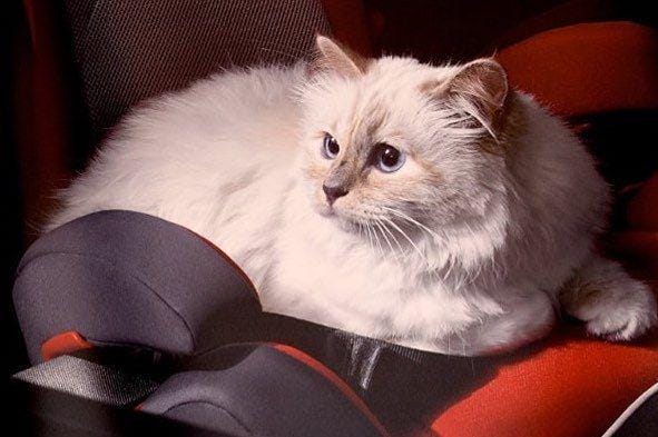 Instagram.com/choupettesdiary