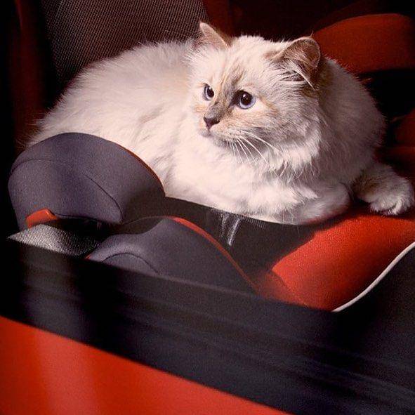 Instagram.com/choupettesdiary