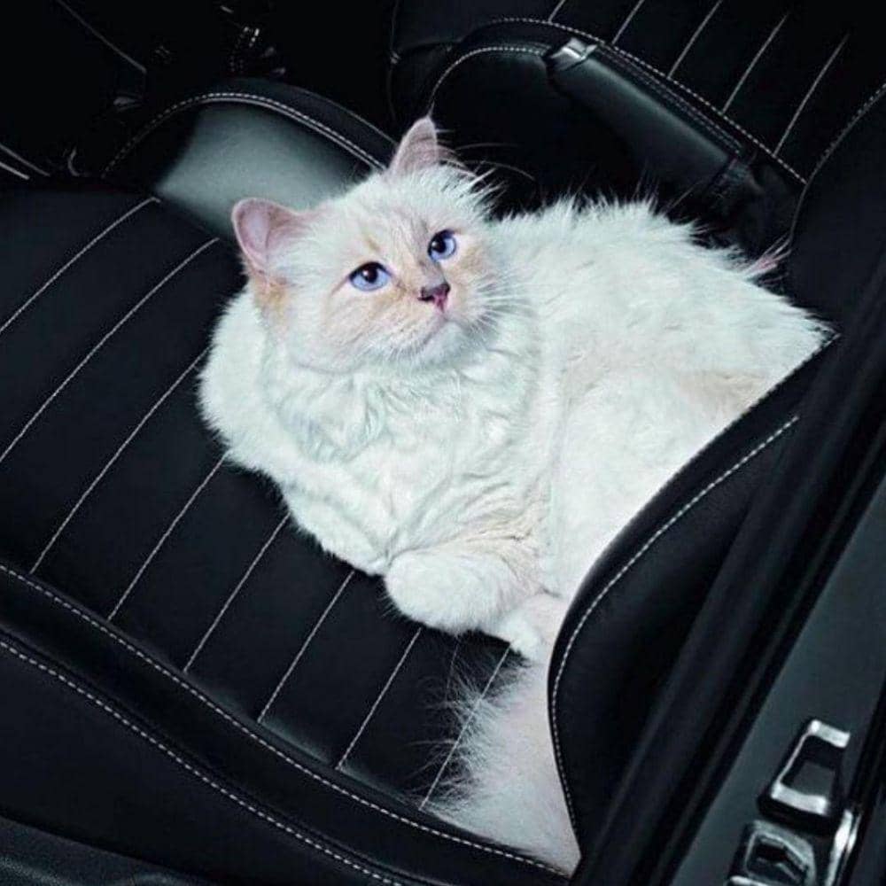 Instagram.com/choupettesdiary