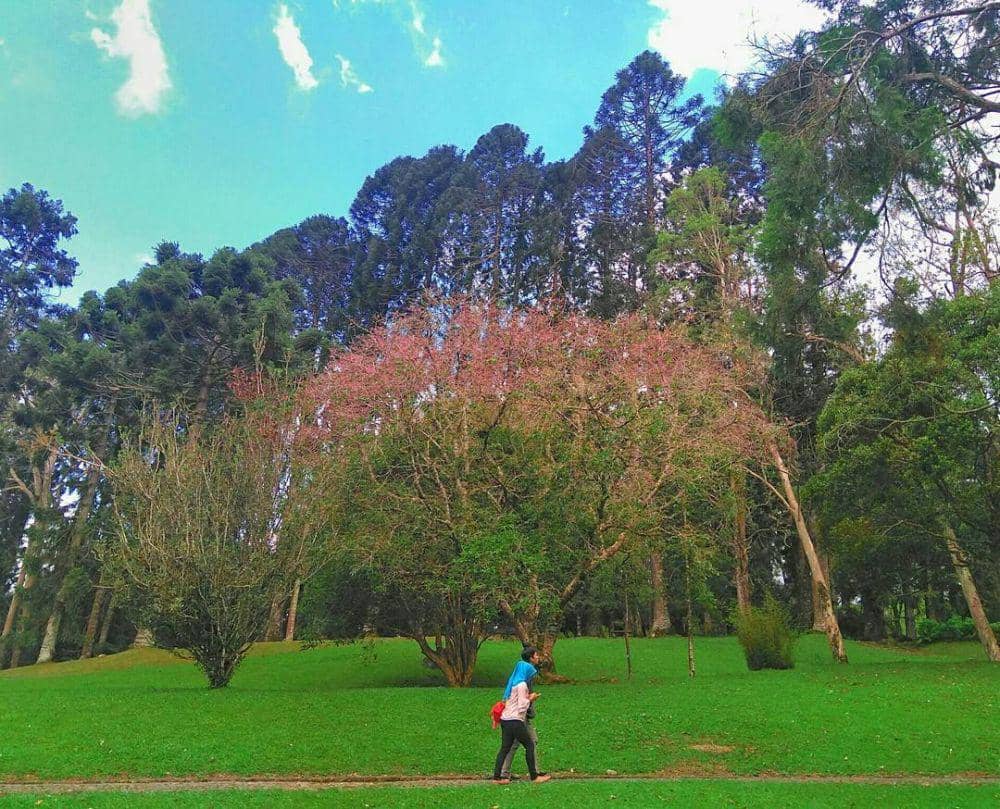 instagram.com/icchank_ryu