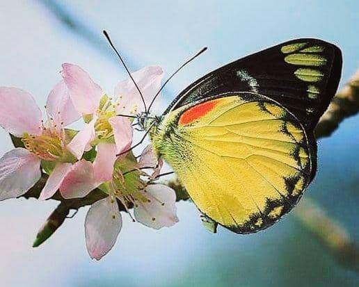 instagram.com/krcibodas_lipi