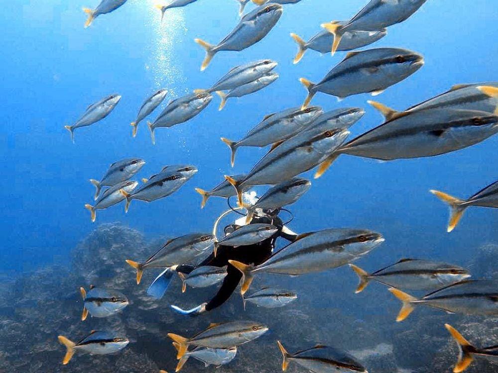 Instagram.com/mikerafudive