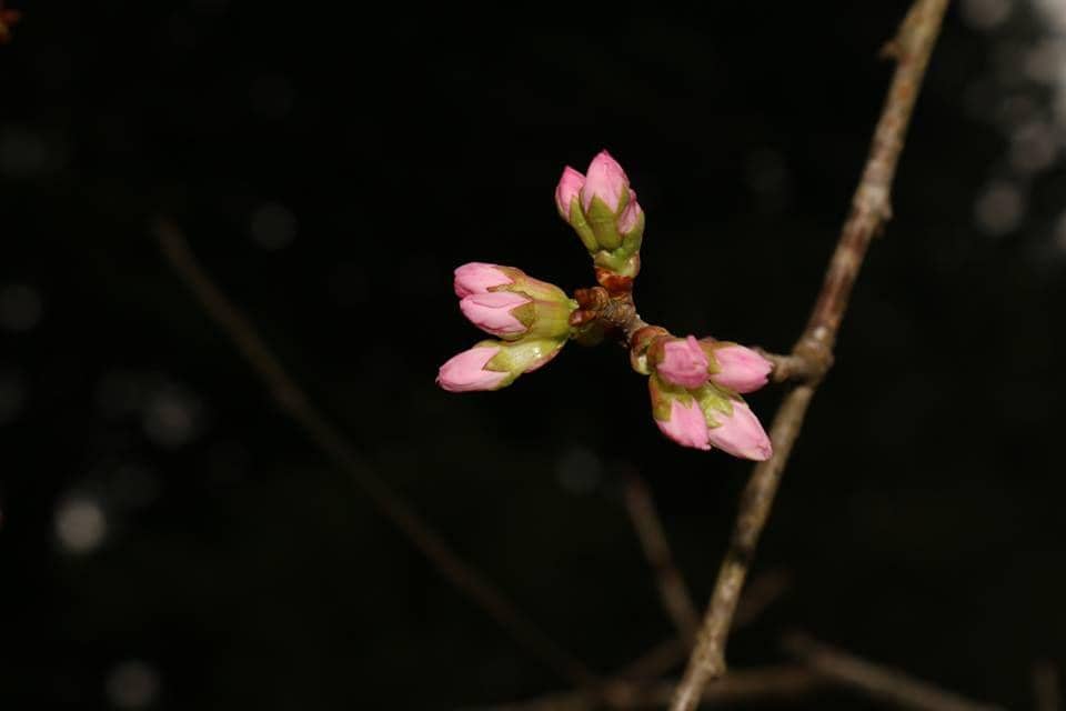 facebook.com/KRCibodasLIPI