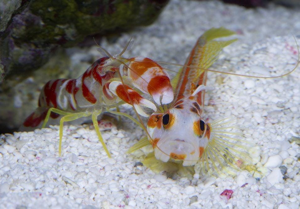 web.forumacvarist.ro