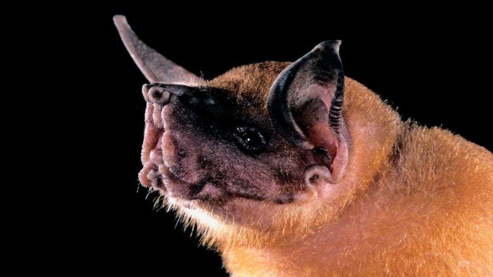 observationdeck.kinja.com