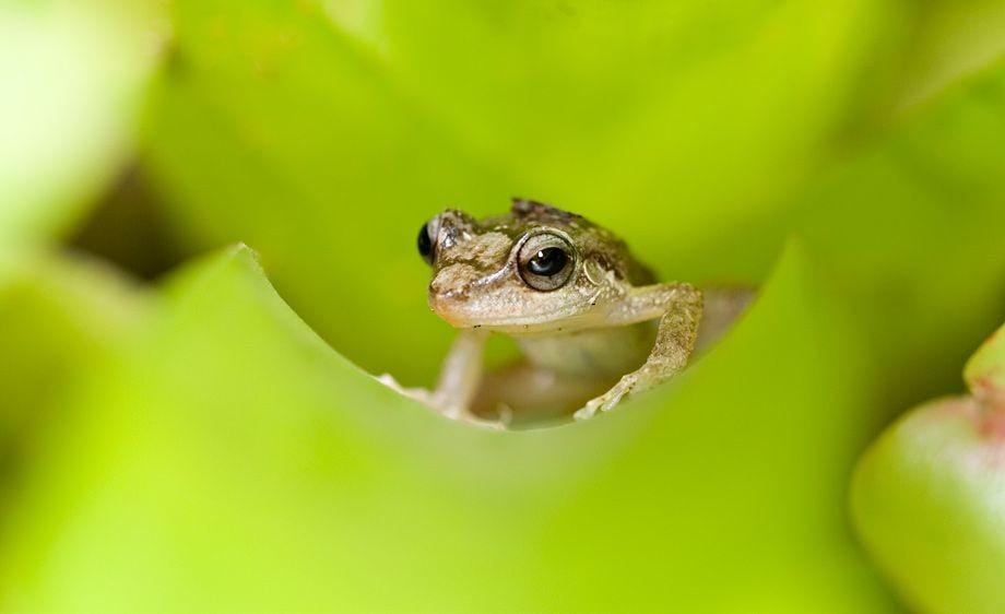 amphibianrescue.org