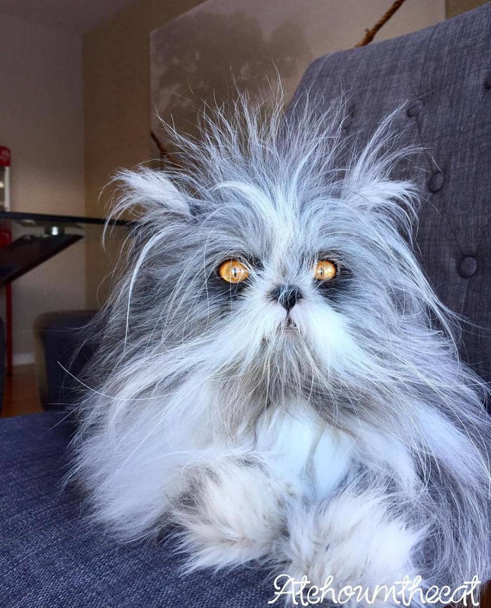 Instagram.com/atchoumthecat