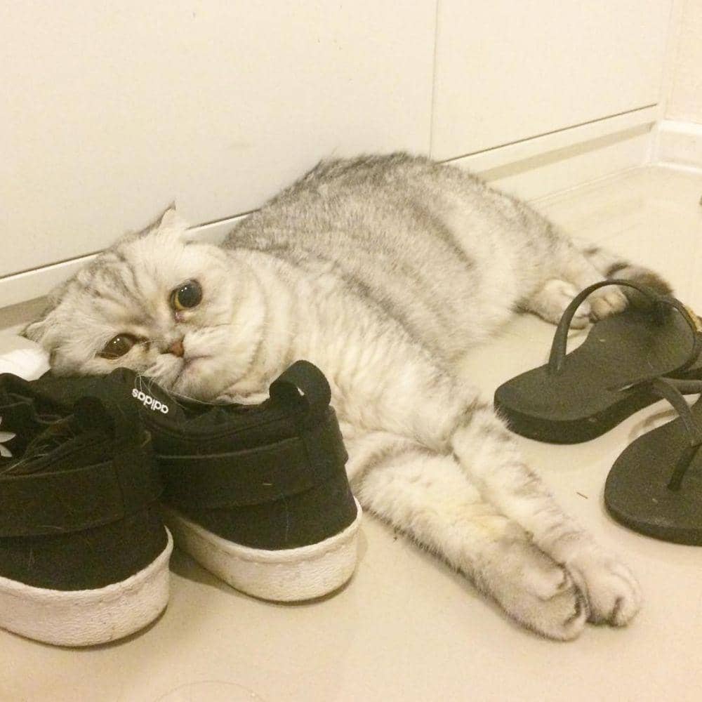 Instagram.com/littlepthecat