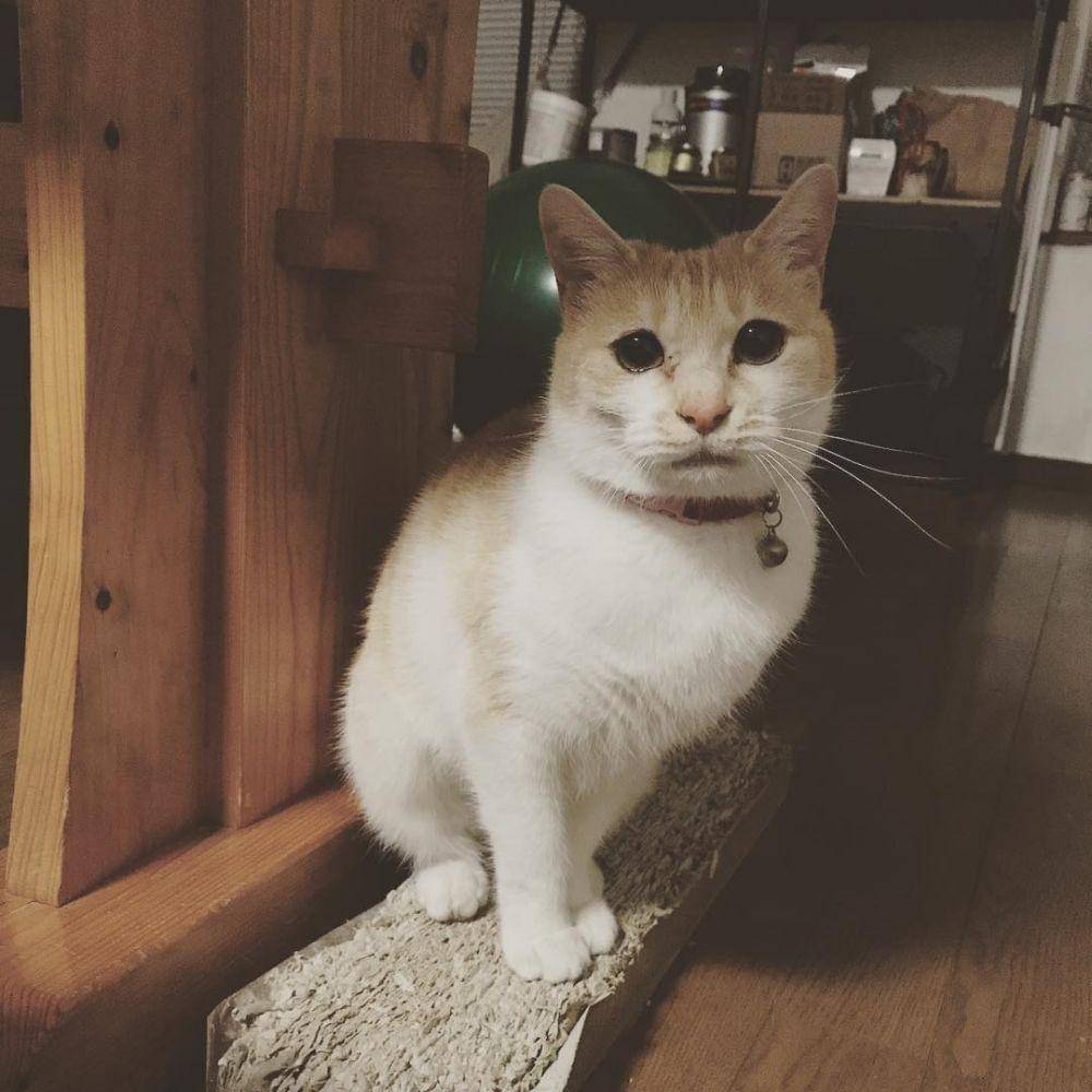 Instagram.com/my.cat.kilo