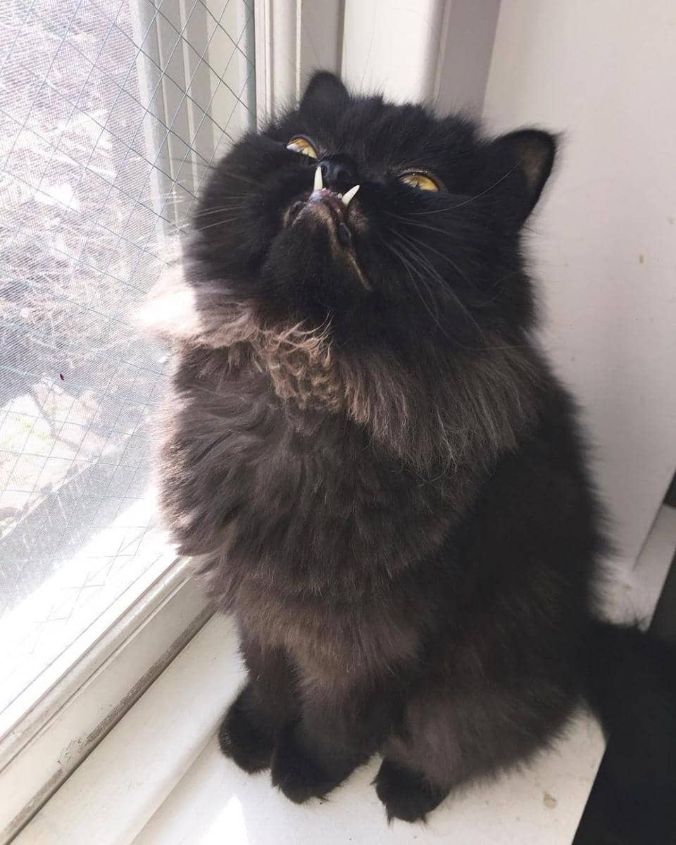 Instagram.com/princessmonstertruck