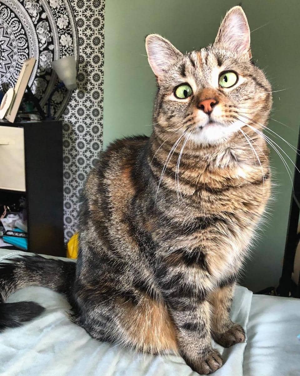 Instagram.com/crazy_eyes_olive