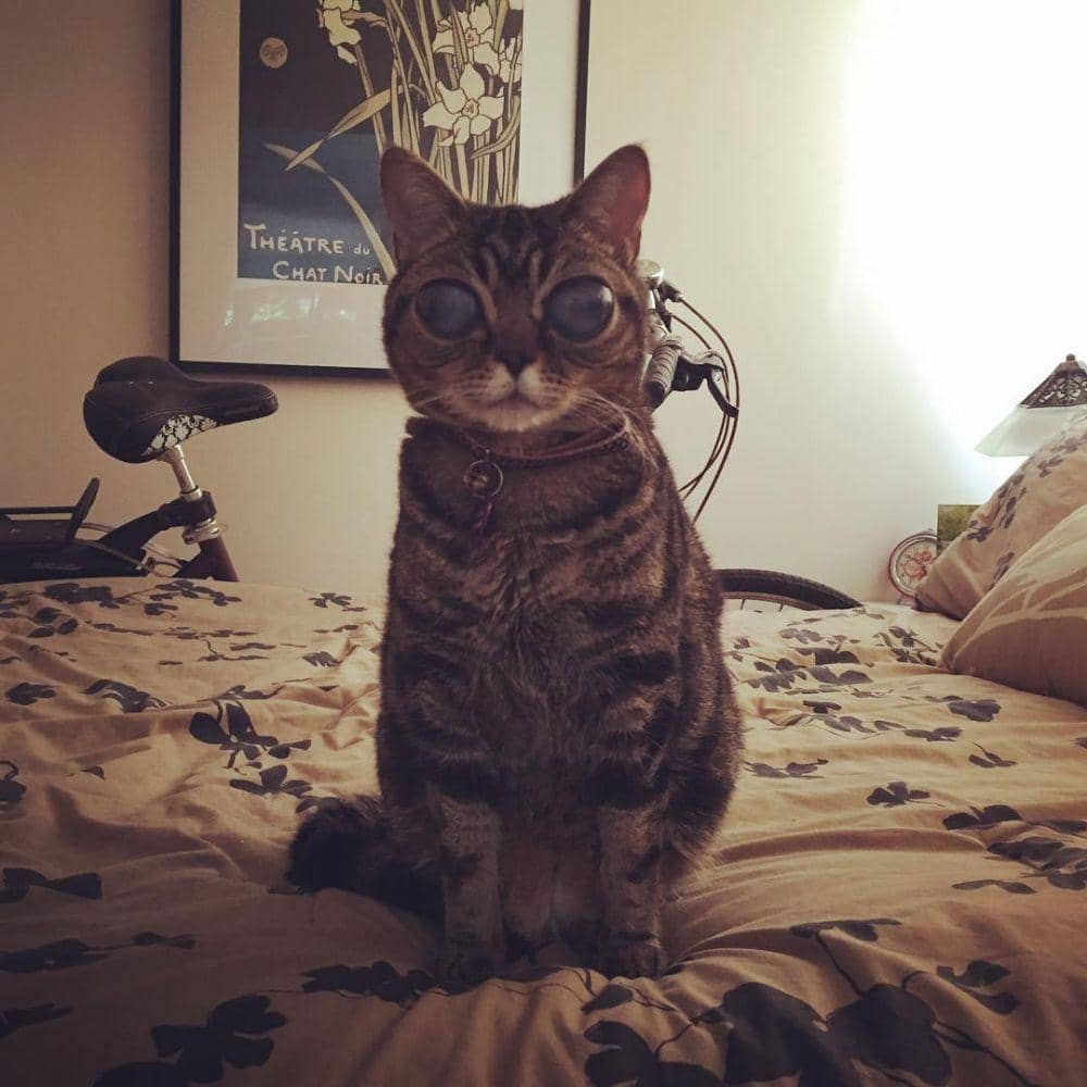 Instagram.com/aliencatmatilda