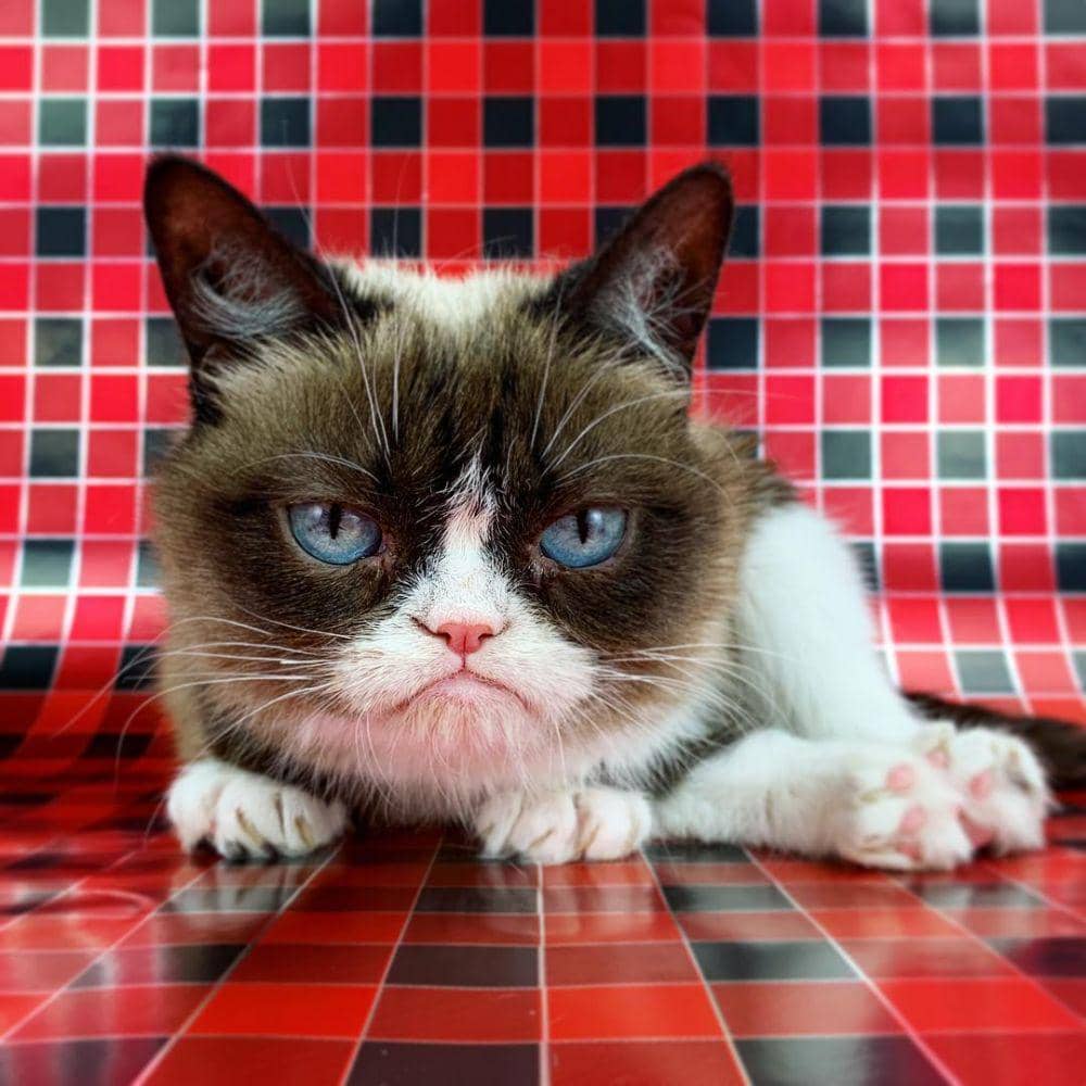 Instagram.com/realgrumpycat