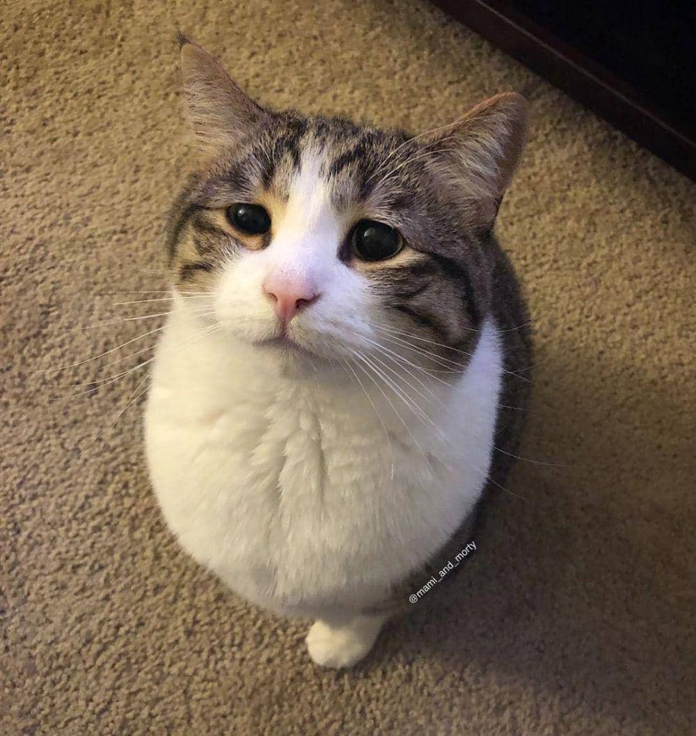 Instagram.com/mami_and_morty