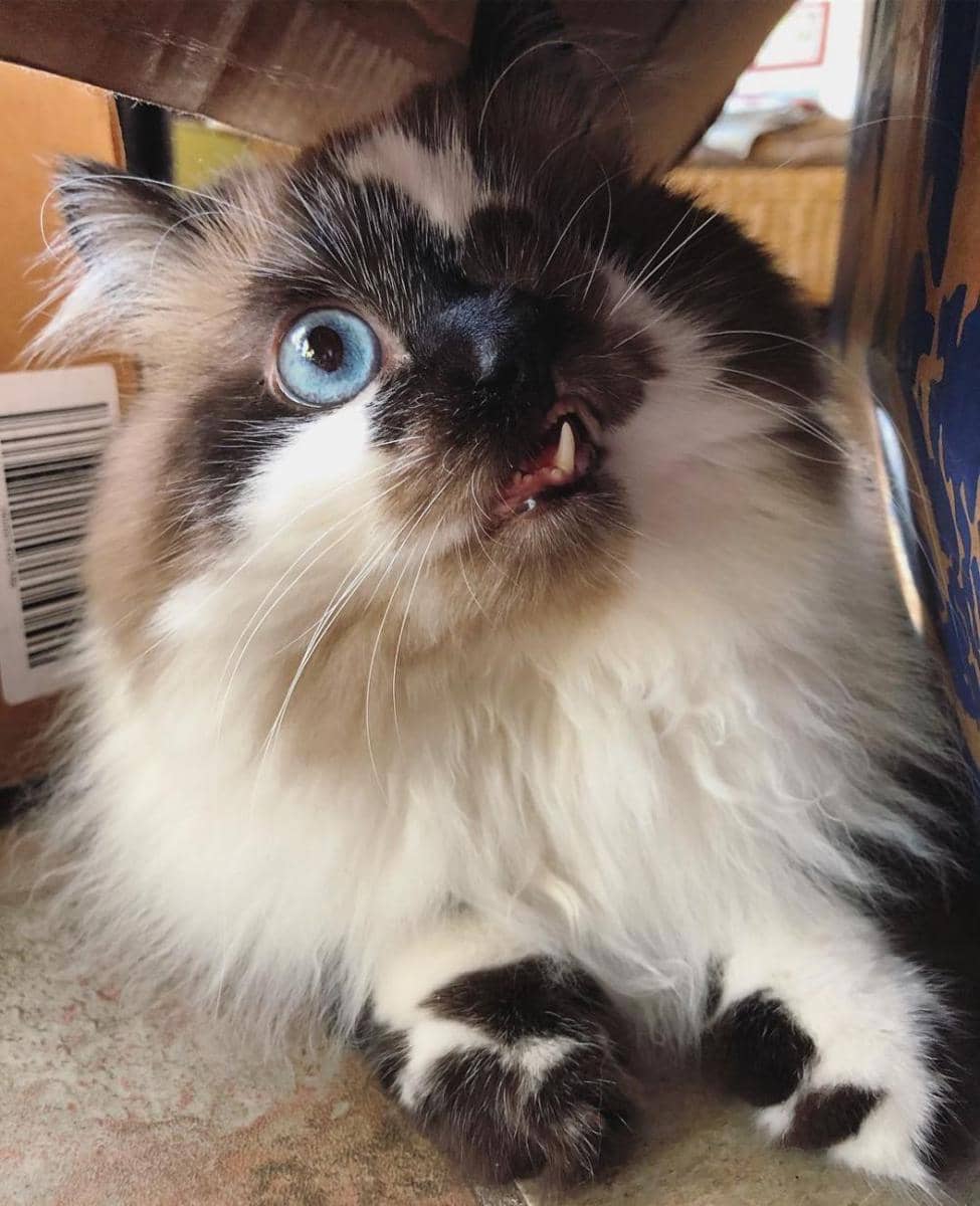 Instagram.com/cricket_the_one_eyed_cat