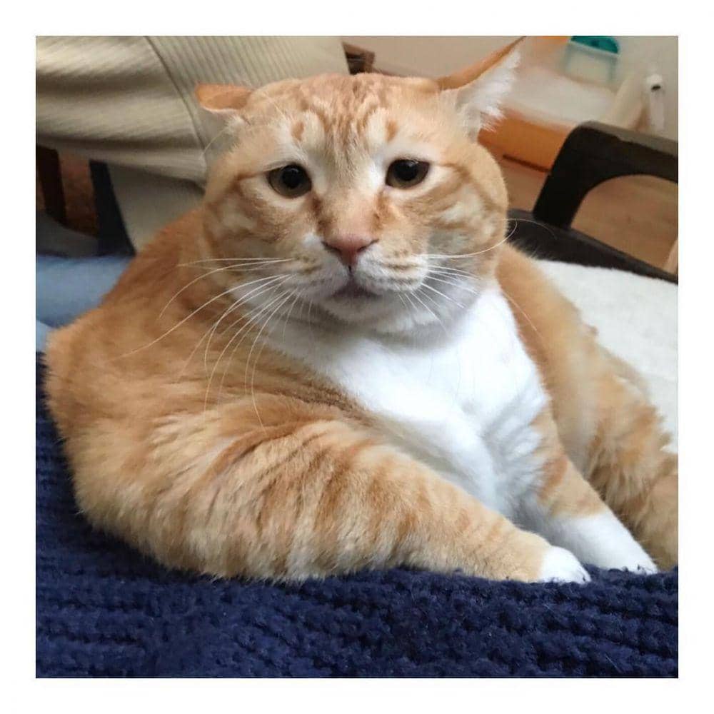 Instagram.com/gupitaro