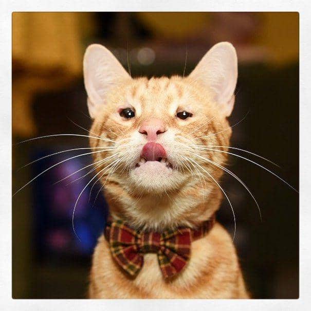 Instagram.com/mycatbenny