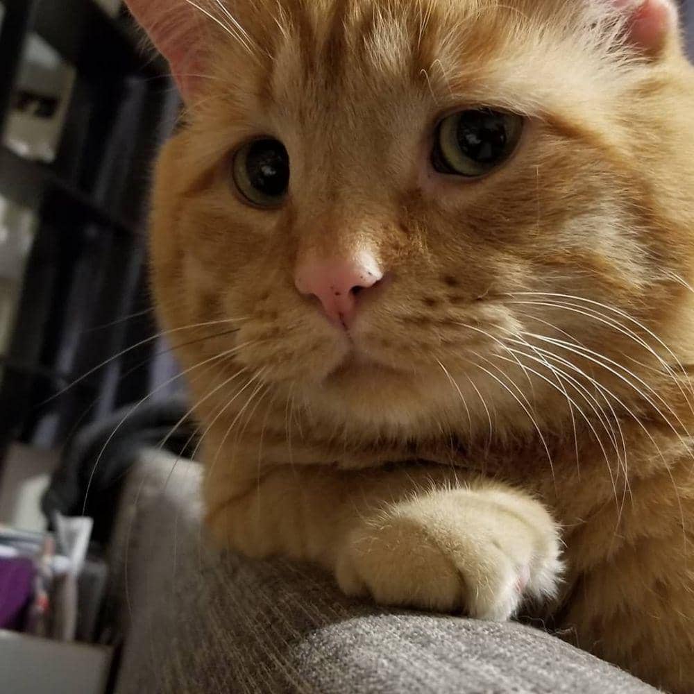 Instagram.com/benbencatcat