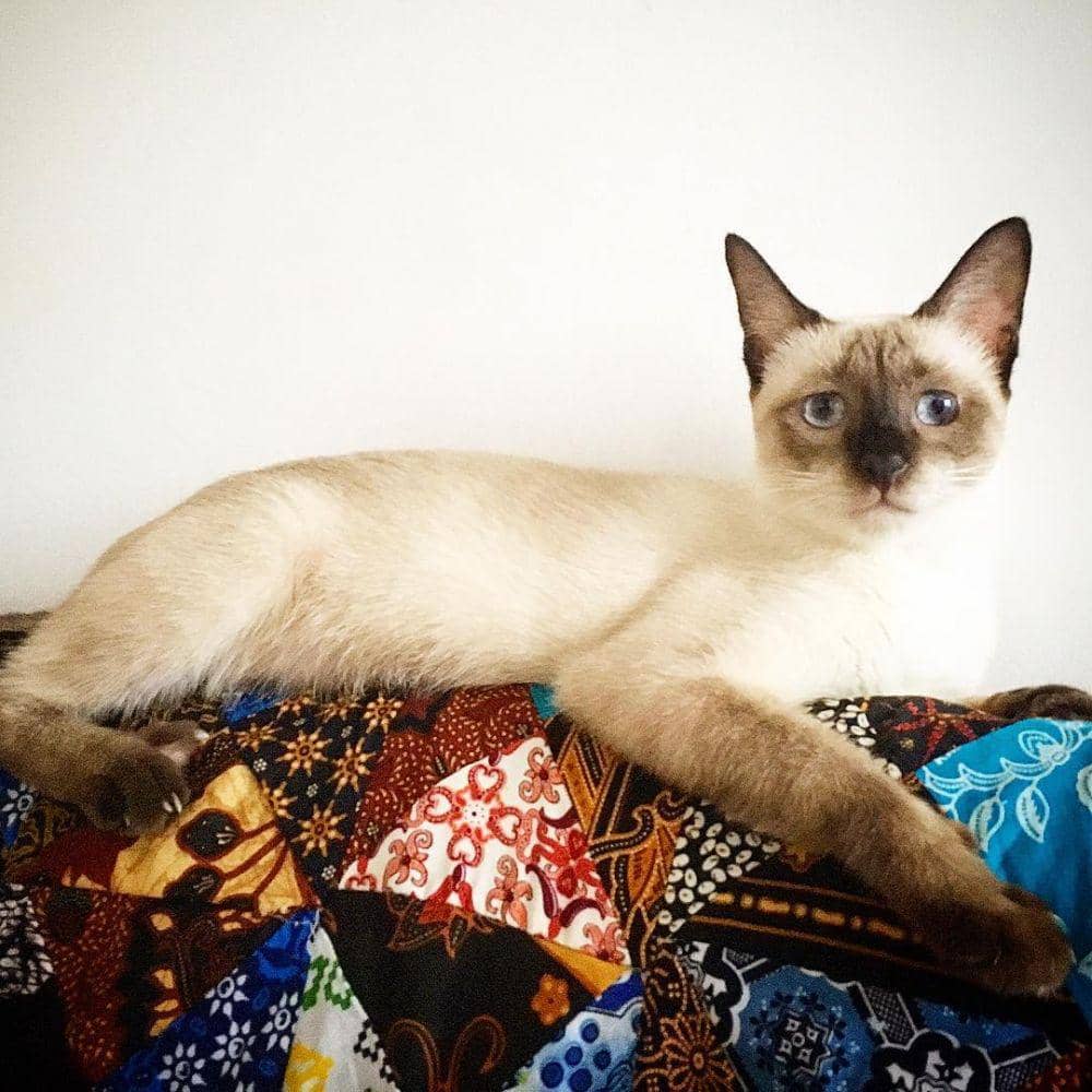 Instagram.com/luna.thesiamesebunny