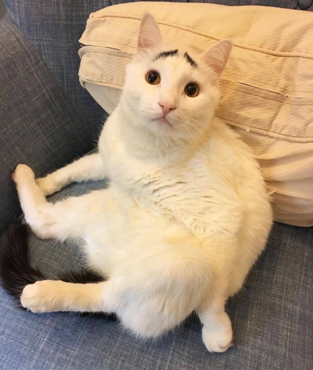 Instagram.com/samhaseyebrows