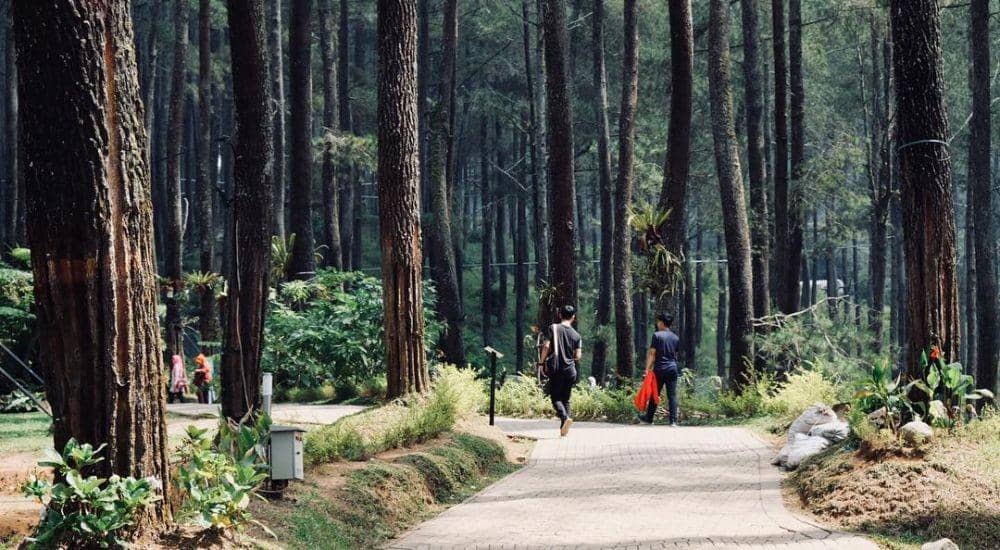 instagram.com/orchidforestcikole