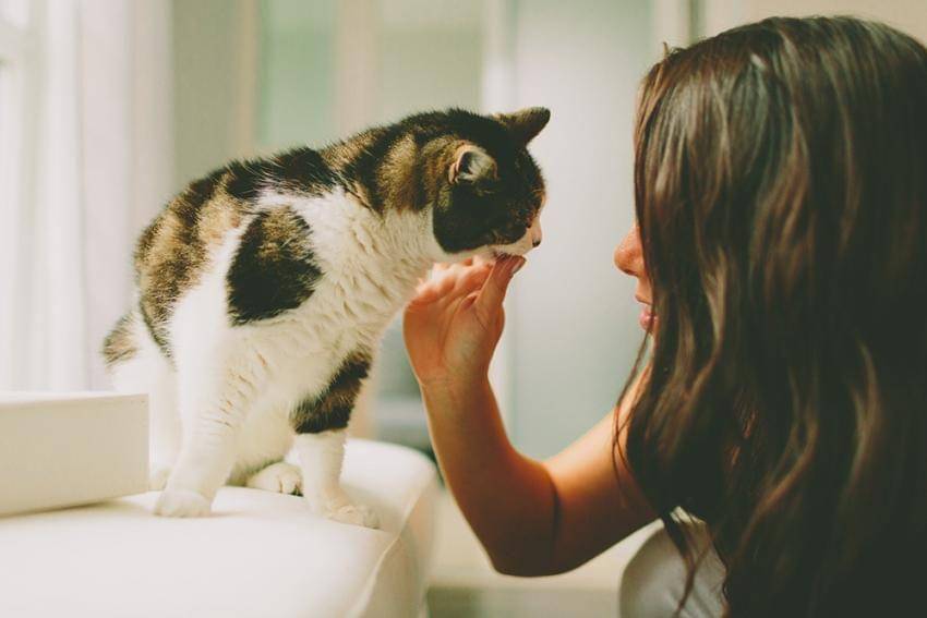 figopetinsurance.com