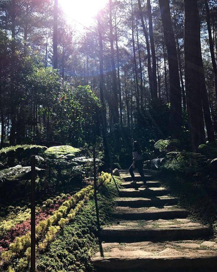 Instagram.com/orchidforestcikole