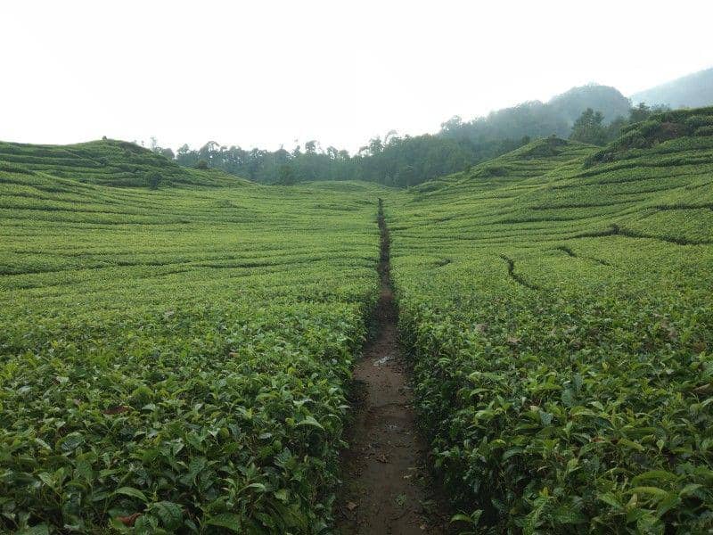 IDN Times/Syah Deva Ammurabi