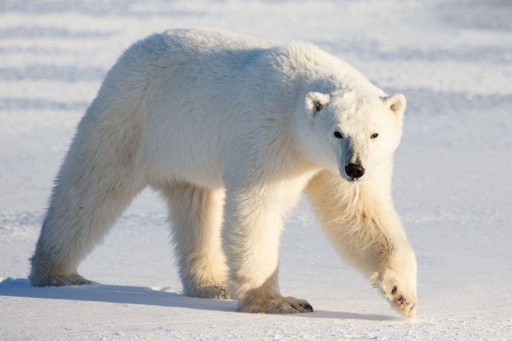 polarbearsinternational.org