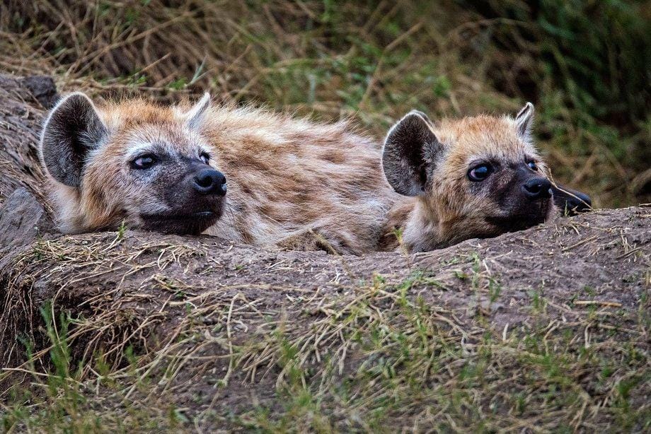 unsplash.com/davidclode