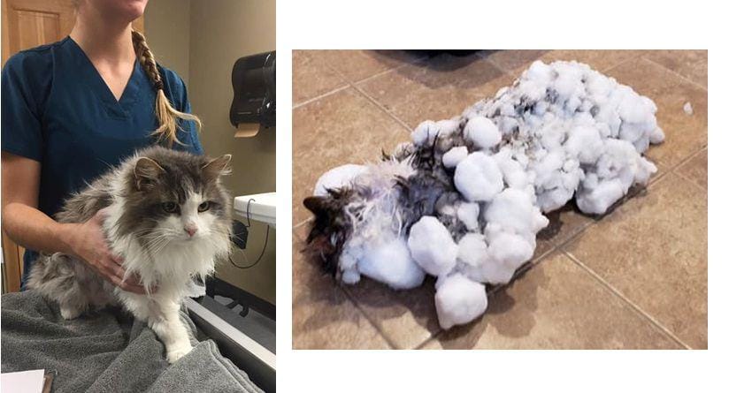 Facebook/Animal Clinic of Kalispellfully