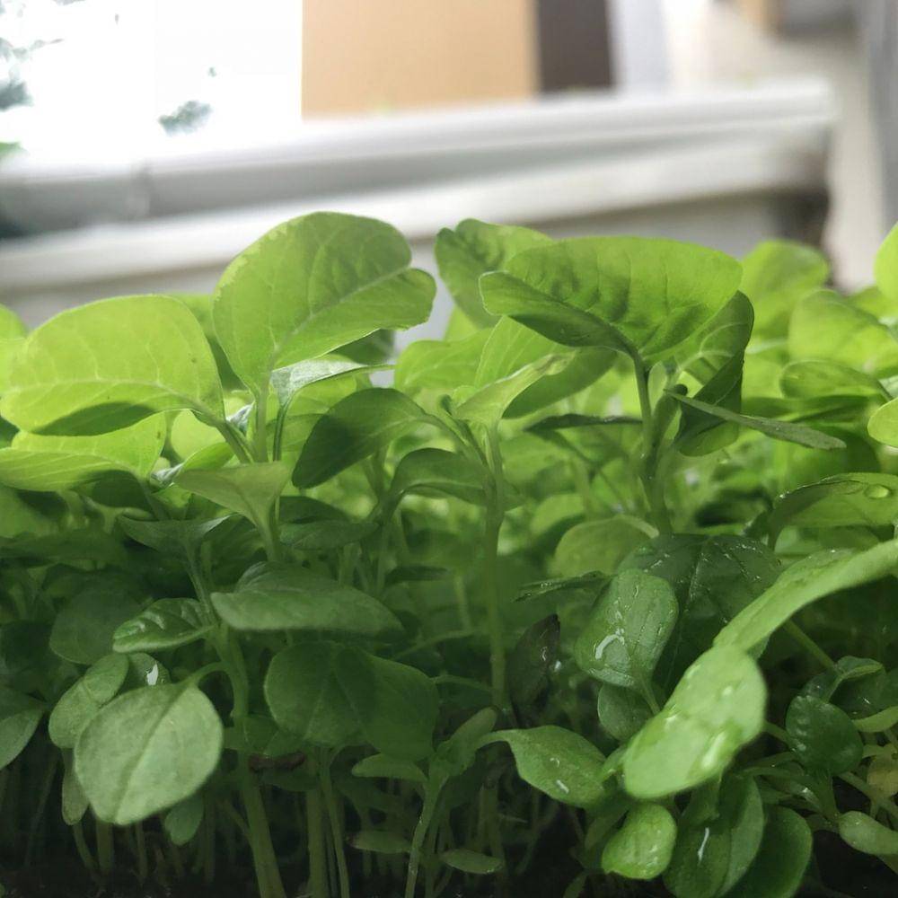 Instagram.com/yanss_gardens